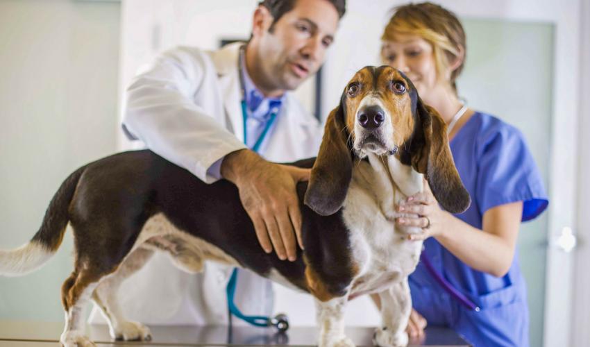 Heartworm Prevention in Pets